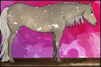 Horse Color:White Spotted Silver Smoky Grullo 