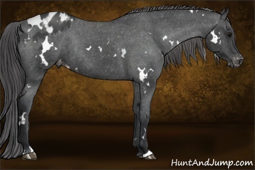 Horse Color:White Spotted Black Varnish Rabicano