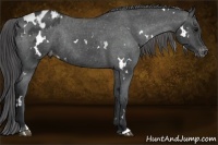 Horse Color:White Spotted Black Varnish Rabicano 