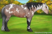 Horse Color:White Spotted Bay Roan