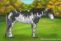 Horse Color:White Spotted Brown Chinchilla Sabino Rabicano  and White Spotted Brown Chinchilla Sabino Rabicano 