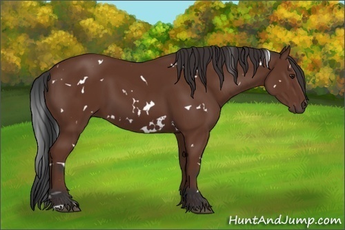 Horse Color:White Spotted Bay 