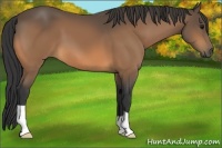 Horse Color:Buckskin 