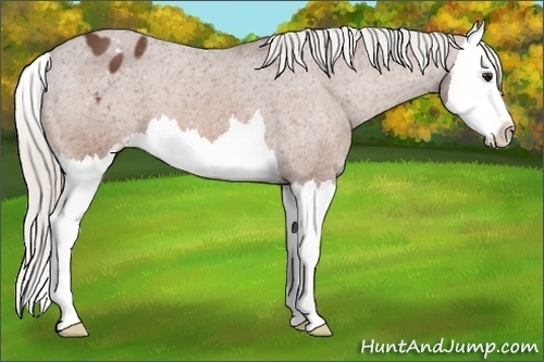 Horse Color:Silver Bay Sabino Splash Appaloosa 