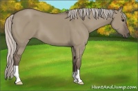 Horse Color:Silver Grullo 