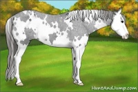 Horse Color:White Spotted Black Splash Appaloosa 
