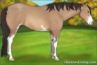 Horse Color:Amber Champagne Sabino 