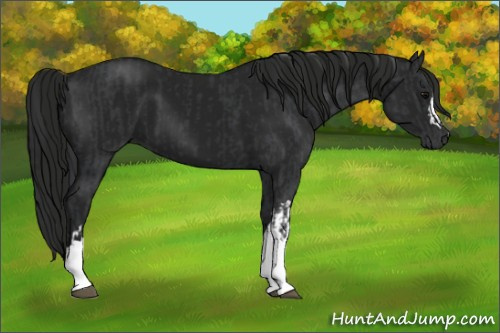 Horse Color:Black  and Gray Black 