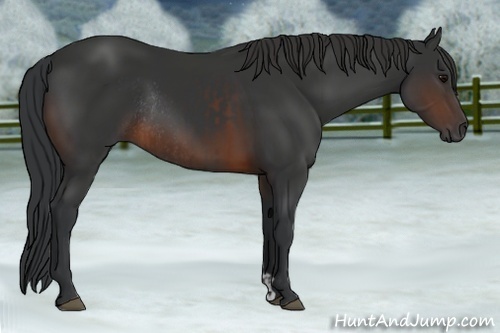 Horse Color:Brown Rabicano  and Brown Rabicano 