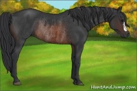 Horse Color:Brown Rabicano and Brown Rabicano