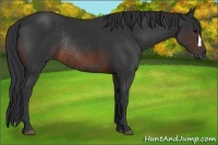 Horse Color:Brown Rabicano  and Brown Rabicano 