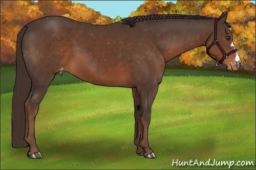 Horse Color:Liver Chestnut Varnish 