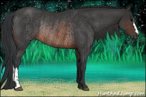 Horse Color:Brown Rabicano  and Brown Rabicano 