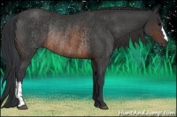 Horse Color:Brown Rabicano  and Brown Rabicano 