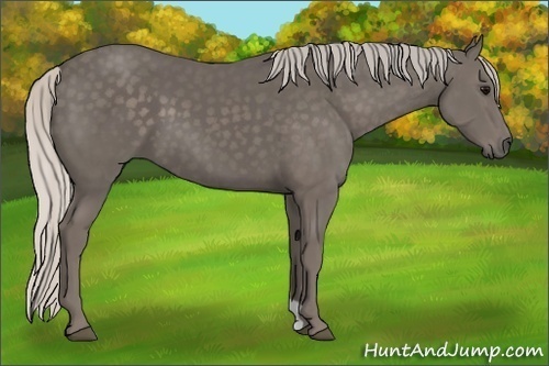 Horse Color:Silver Black 