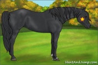 Horse Color:Black and Black