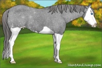 Horse Color:Black Splash Appaloosa 