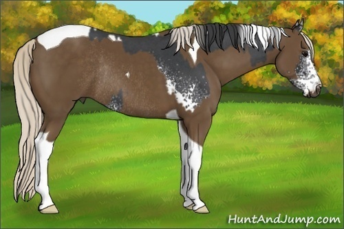 Horse Color:White Spotted Blue Roan and Silver Smoky Black Tobiano Rabicano