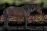 Horse Color:Brown Rabicano and Brown Rabicano