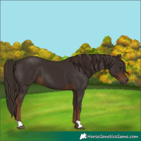 Horse Color:Liver Chestnut 