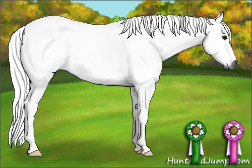 Horse Color:Gray Bay 
