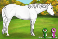 Horse Color:Gray Bay 