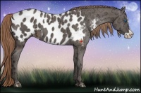 Horse Color:Liver Chestnut Ice Sabino Splash Appaloosa  and Liver Chestnut Ice Sabino Splash Appaloosa 