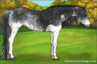 Horse Color:Gray White Spotted Black and Gray White Spotted Black Rabicano