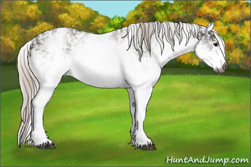 Horse Color:Gray White Spotted Black and Gray White Spotted Silver Black