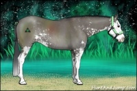 Horse Color:Grullo Sabino Splash Rabicano