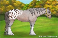 Horse Color:Bay Tobiano Blanket