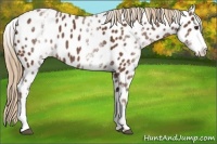 Horse Color:White Spotted Chestnut Appaloosa 