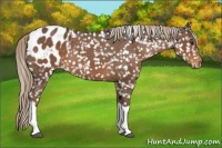 Horse Color:Liver Chestnut Appaloosa 