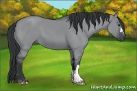 Horse Color:Grullo Chinchilla 