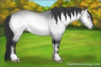 Horse Color:Bay Chinchilla Onyx 