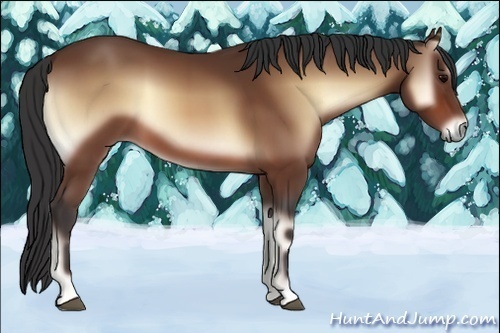 Horse Color:Bay Onyx 