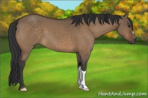 Horse Color:Bay Dun 
