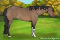 Horse Color:Bay Dun