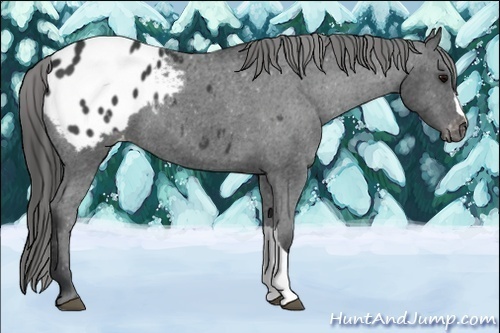 Horse Color:Black Appaloosa 