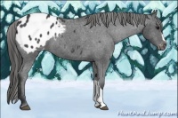 Horse Color:Black Appaloosa 