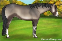 Horse Color:Blue Onyx