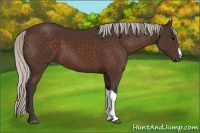 Horse Color:Silver Bay 