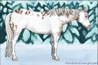 Horse Color:Silver Brown Splash Frame Near Leopard