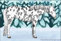 Horse Color:Silver Black Chinchilla Appaloosa 