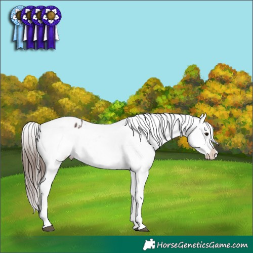 Horse Color:Brown Appaloosa 