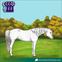 Horse Color:Brown Appaloosa