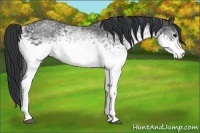 Horse Color:White Spotted Black
