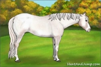 Horse Color:Silver Bay Roan Onyx Frame Appaloosa