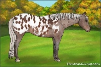 Horse Color:Silver Bay Appaloosa 