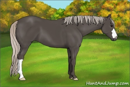 Horse Color:Silver Black 